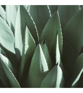 Agave STD flavour